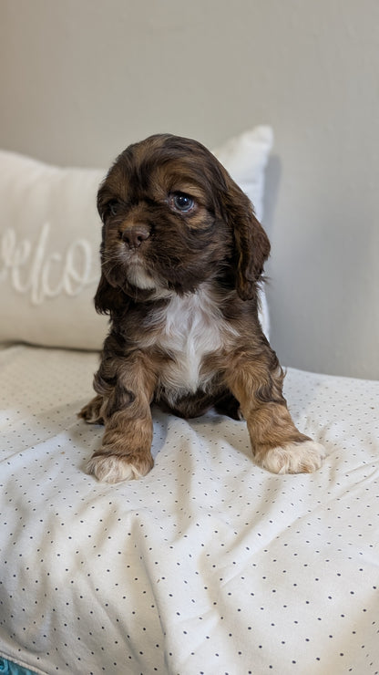 COCKER SPANIEL (02/14) MALE