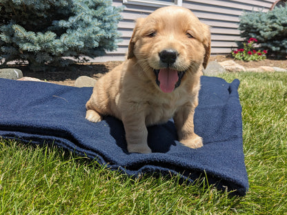 GOLDEN RETRIEVER (04/27) MALE