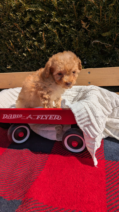 TOY POODLE (01/23) FEMALE