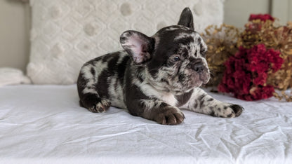 FRENCH BULLDOG (MAY 27) MALES
