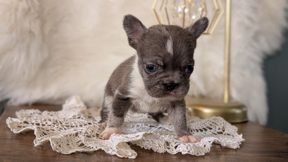 FRENCH BULLDOG (FEB 14) FEMALE