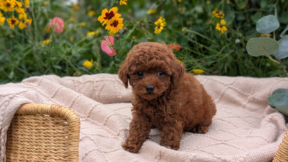TOY POODLE (07/01) FEMALE