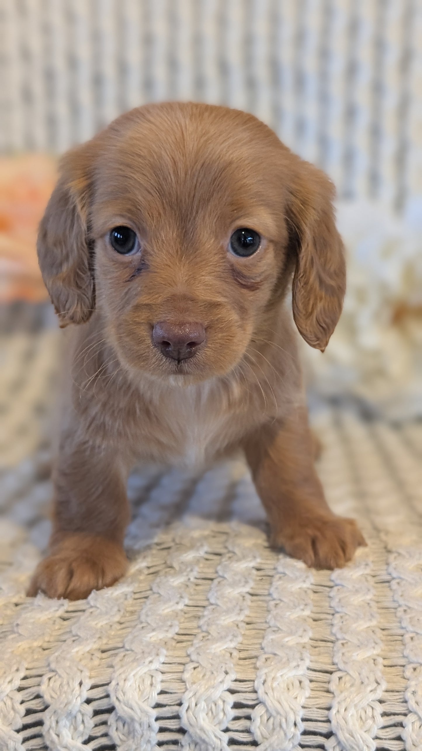 MINI DACHSHUND (JAN 01) FEMALES