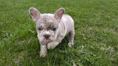 FRENCH BULLDOG (03/04) MALE