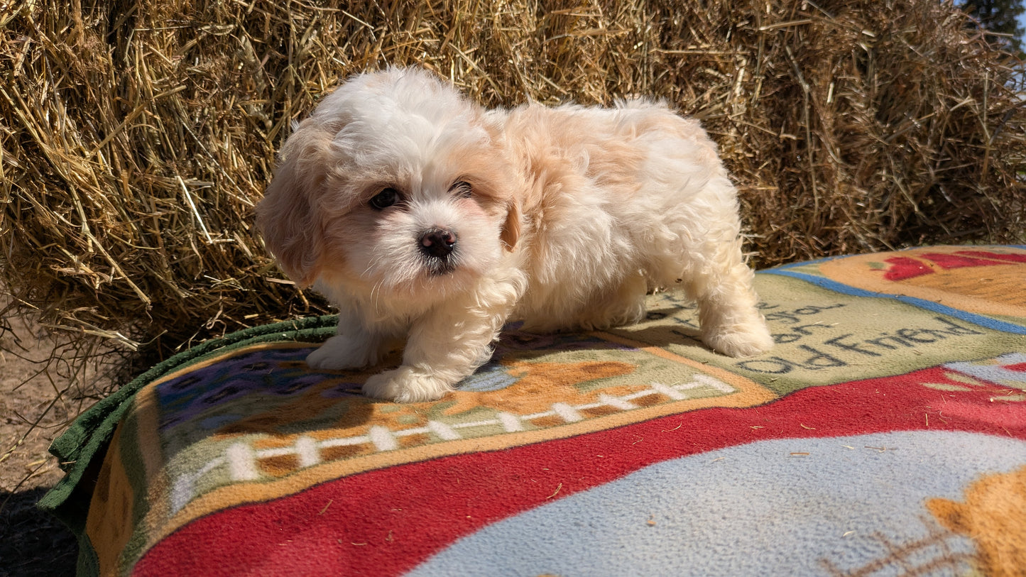 TEDDY BEAR (02/18) FEMALE
