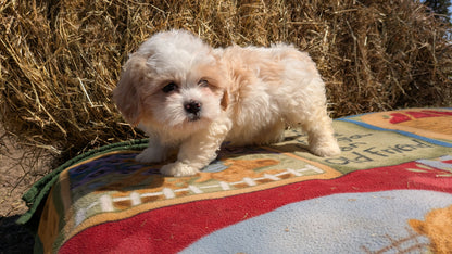 TEDDY BEAR (02/18) FEMALE