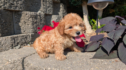 CAVAPOO (05/29) MALE
