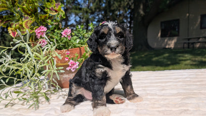 MINI BERNEDOODLE (06/11) MALE