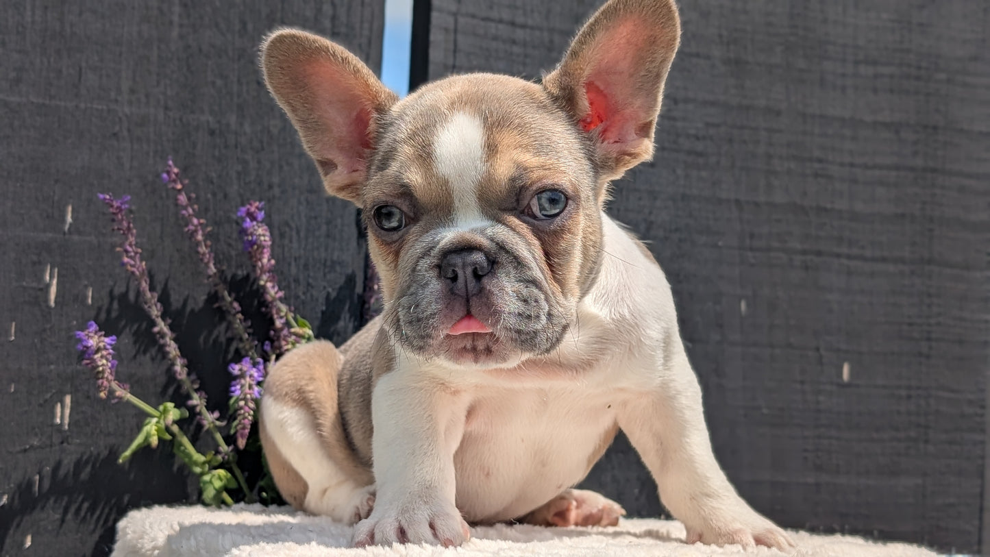 FRENCH BULLDOG (APR 06) FEMALE