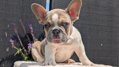 FRENCH BULLDOG (APR 06) FEMALE