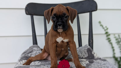 BOXER (JUN 11) FEMALES