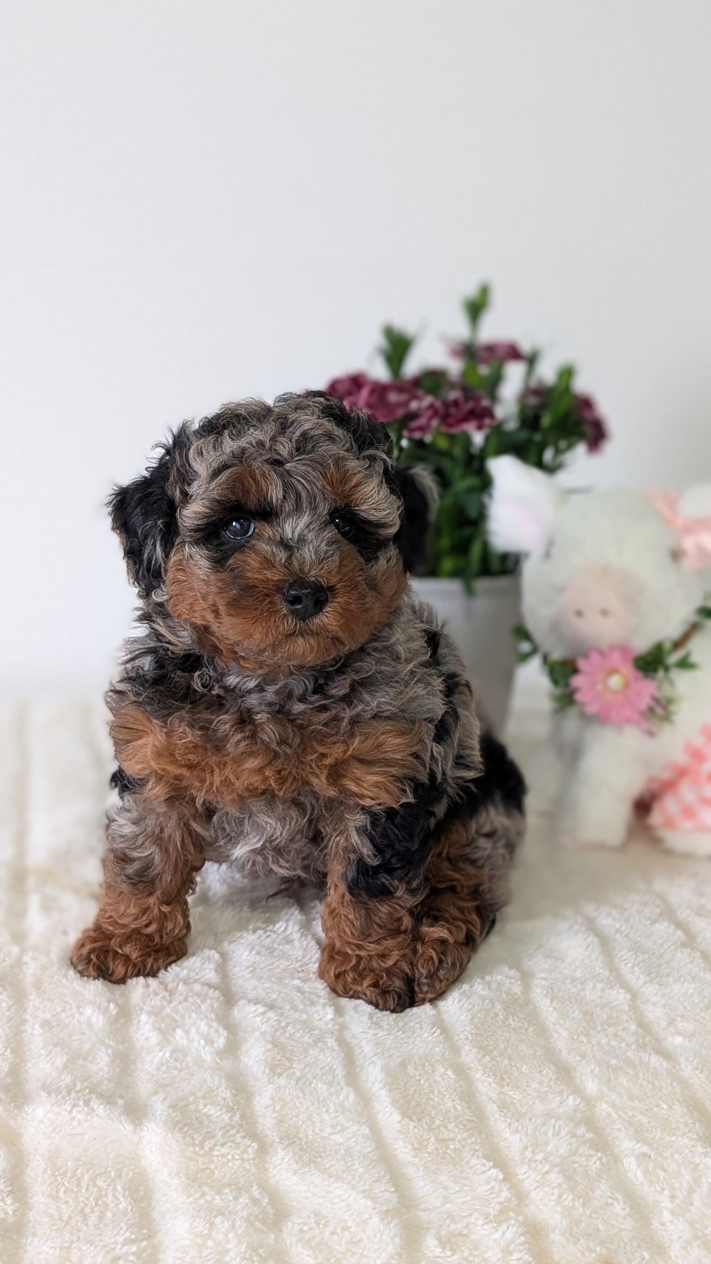 MINI POODLE (MAR 11) MALE