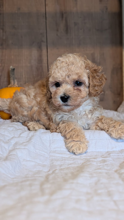 MINI POODLE (AUG 06) 5 FEMALES