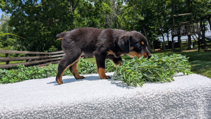 ROTTWEILER (05/28) FEMALE
