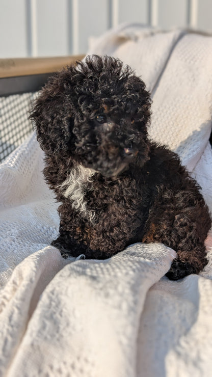 TOY POODLE (08/19) MALE