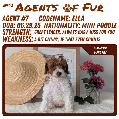 MINI POODLE (06/29) FEMALE