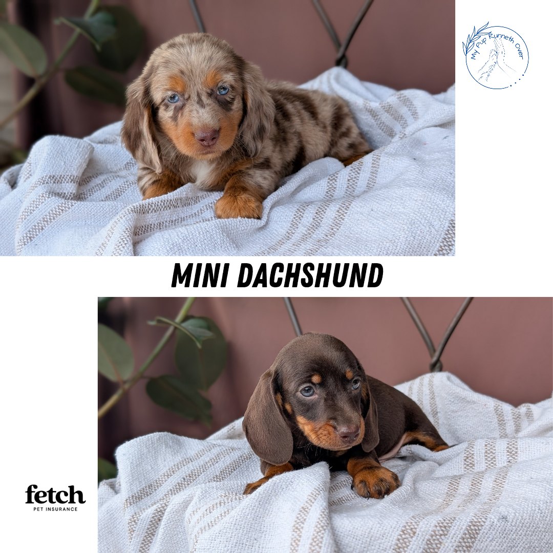 MINI DACHSHUND (MAY 26) FEMALE