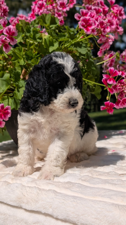 MINI BERNEDOODLE (06/11) FEMALE