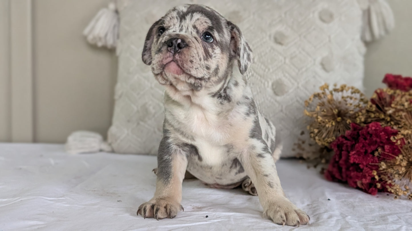 FRENCH BULLDOG (MAY 27) MALES