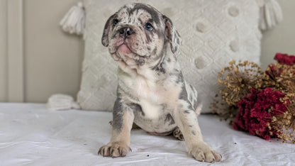 FRENCH BULLDOG (MAY 27) MALES