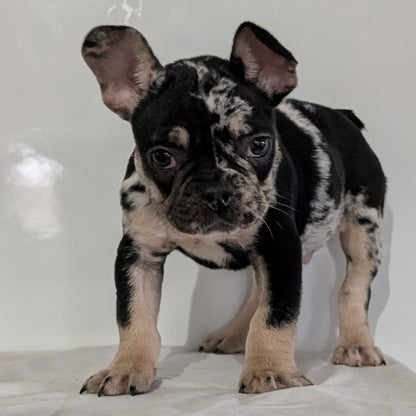 FRENCH BULLDOG (JAN 20) MALE
