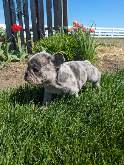 FRENCH BULLDOG (03/15) MALE