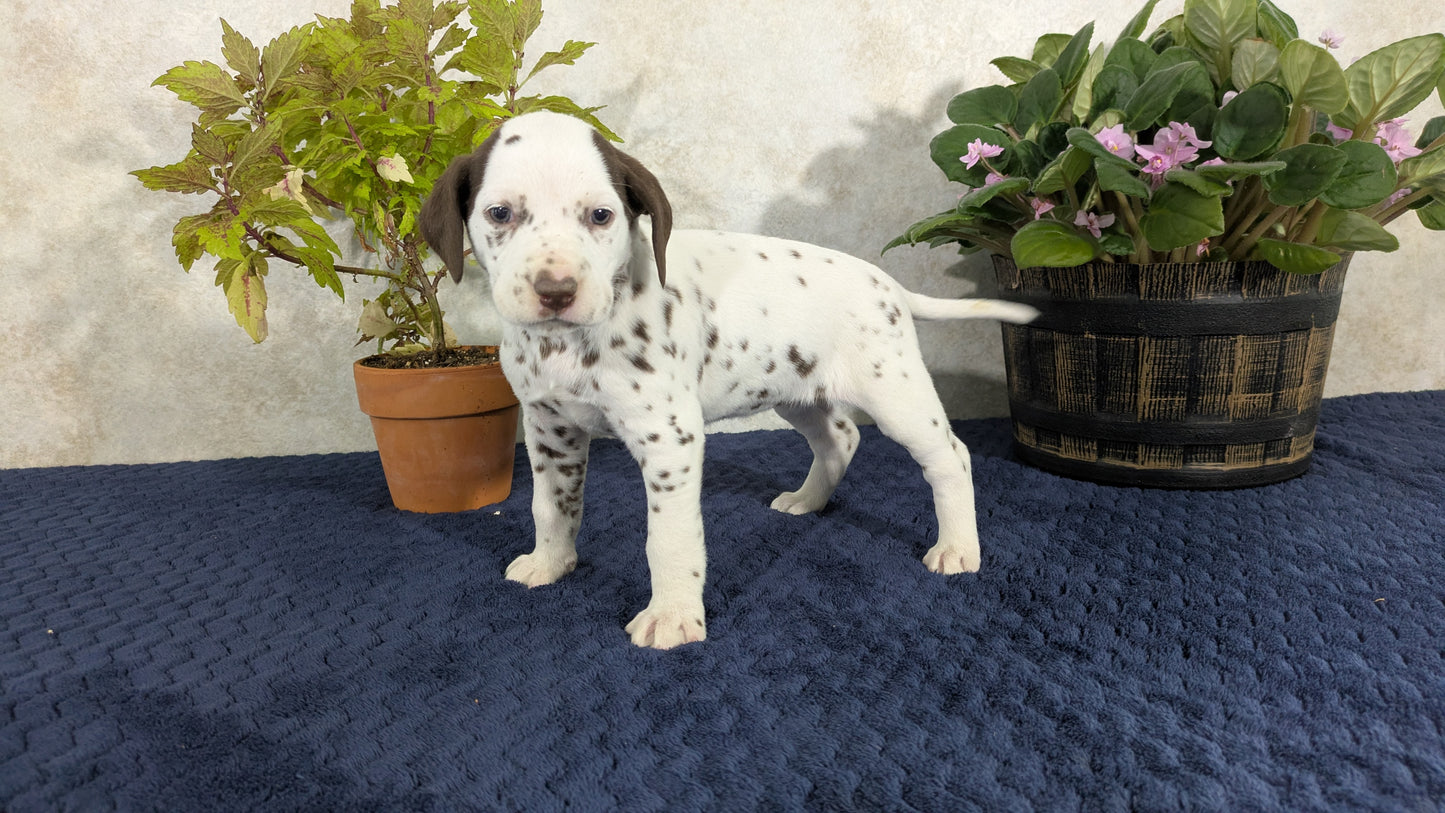 DALMATIAN (02/14) FEMALE