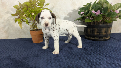 DALMATIAN (02/14) FEMALE