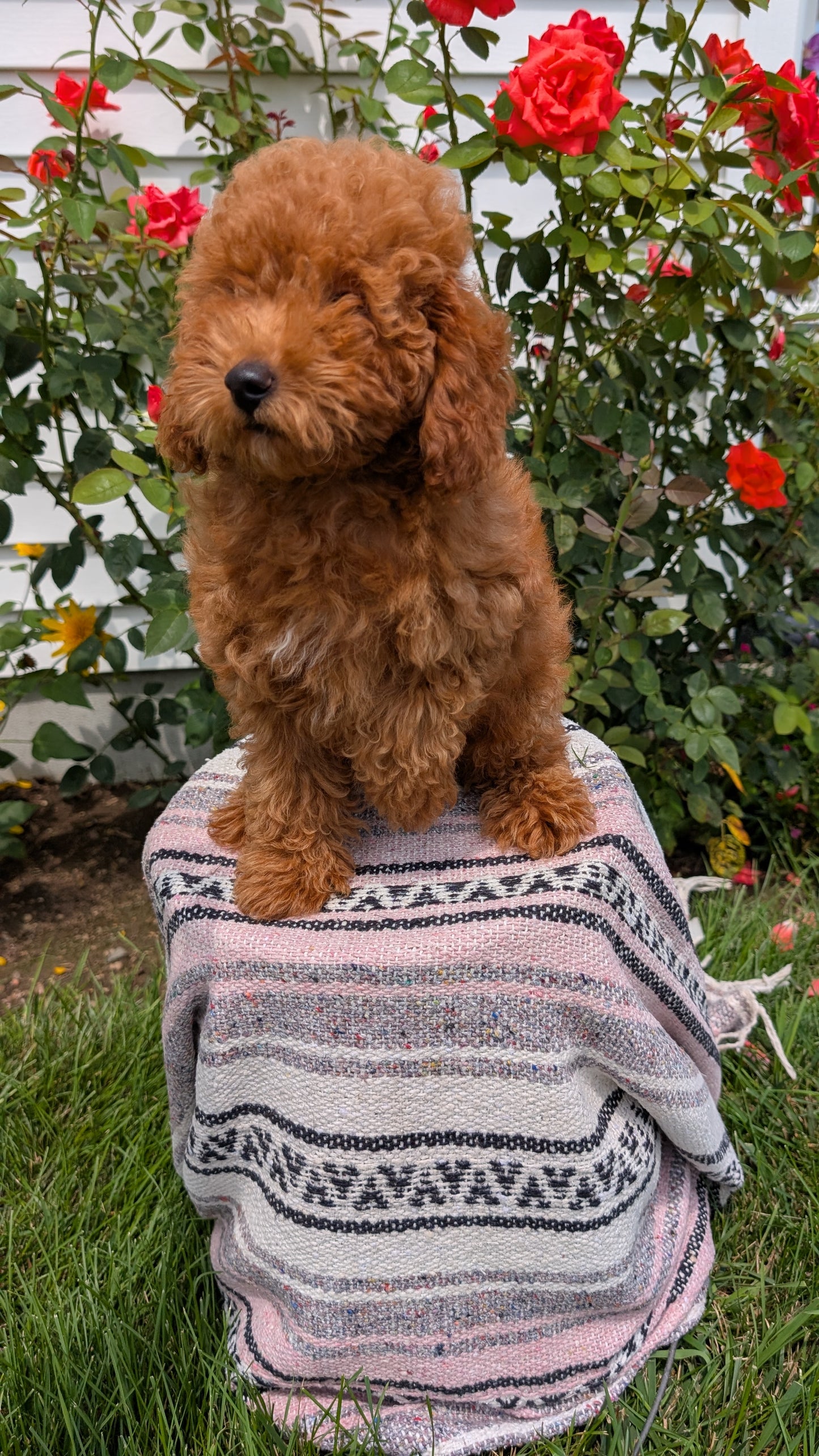 TOY POODLE (05/08) MALE