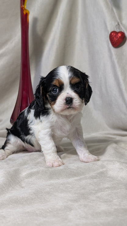 CAVALIER (DEC 03) FEMALES