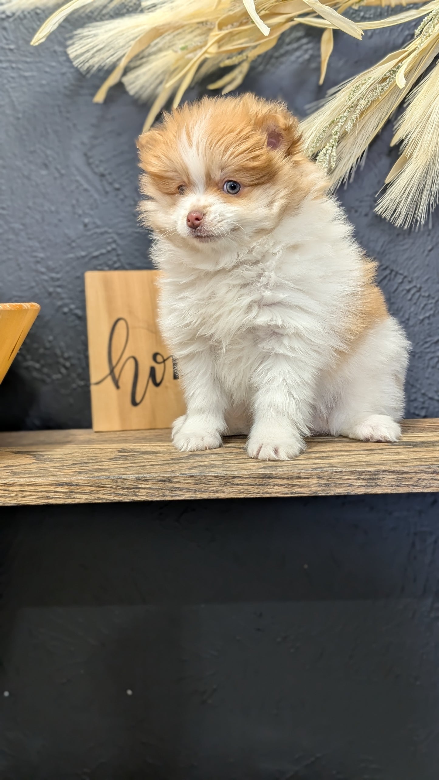 POMERANIAN (NOV 23) MALE