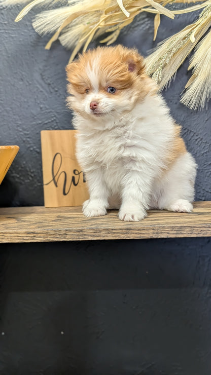 POMERANIAN (NOV 23) MALE