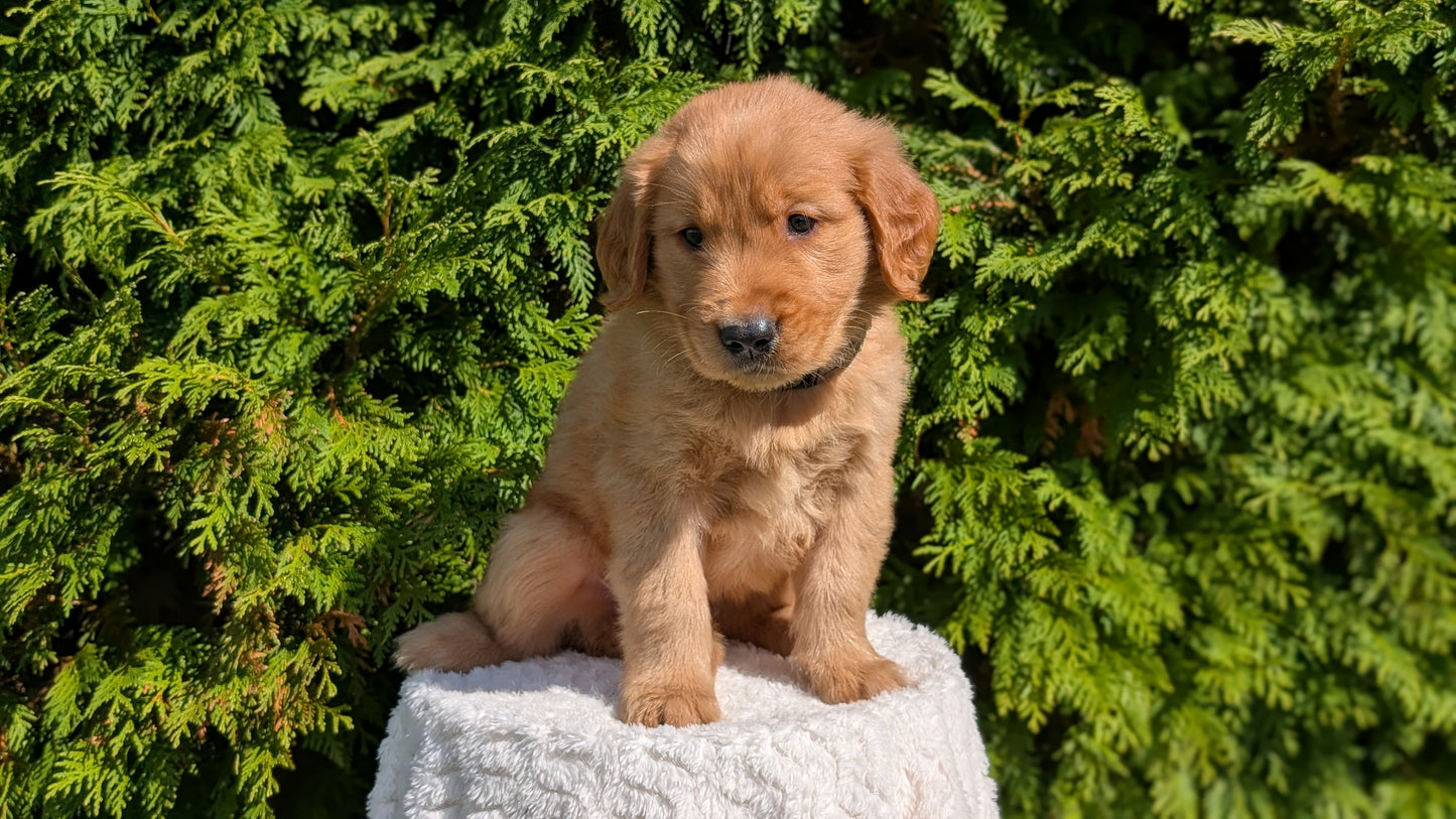 GOLDEN RETRIEVER (07/16) MALE