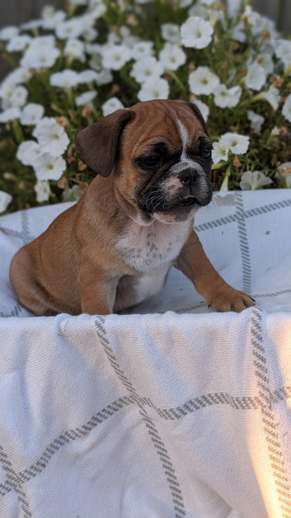 FRENCH BULLDOG (07/15) MALE