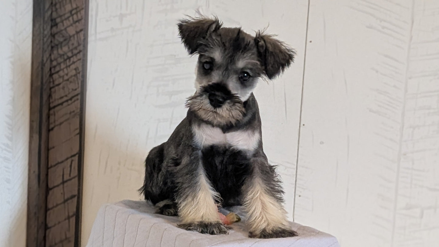 MINI SCHNAUZER (FEB 15) FEMALES