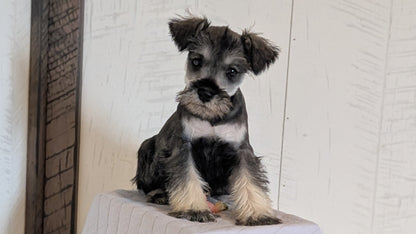 MINI SCHNAUZER (FEB 15) FEMALES