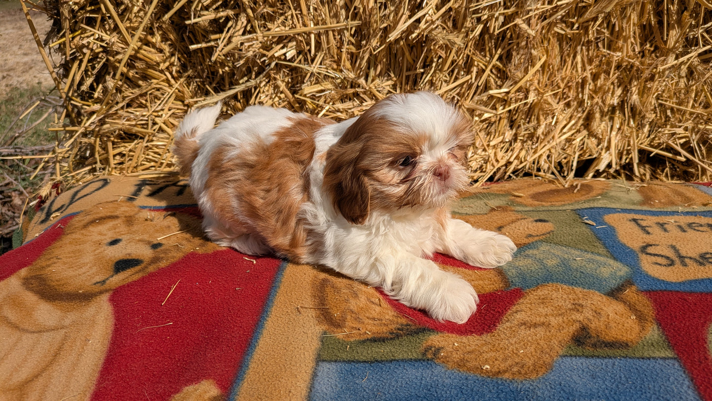 SHIH TZU (01/23) FEMALE