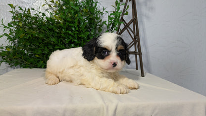 CAVAPOO (02/17) FEMALE