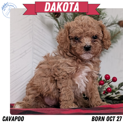 CAVAPOO (OCT 27) FEMALES