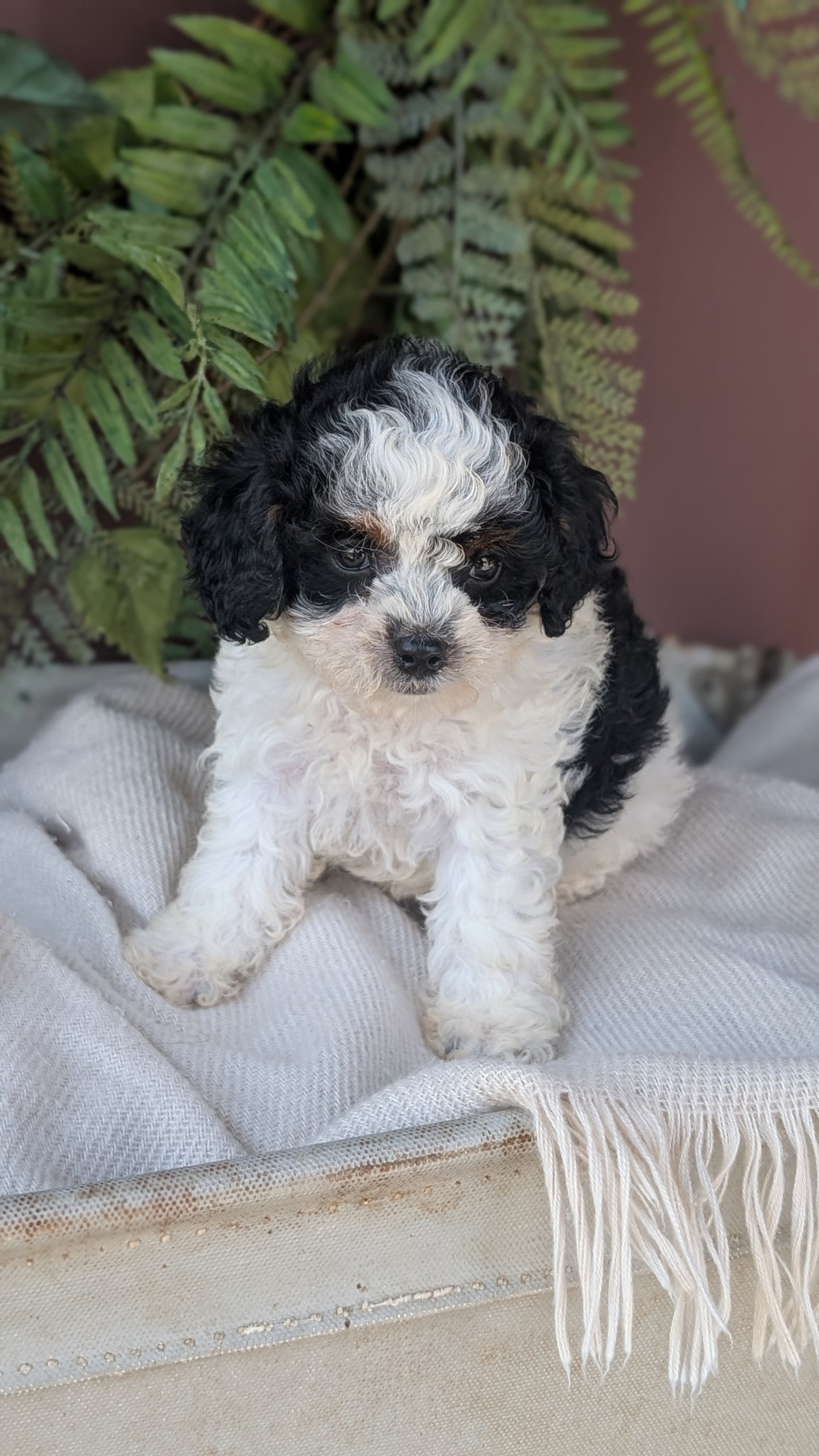 COCKAPOO (MAY 22) FEMALES