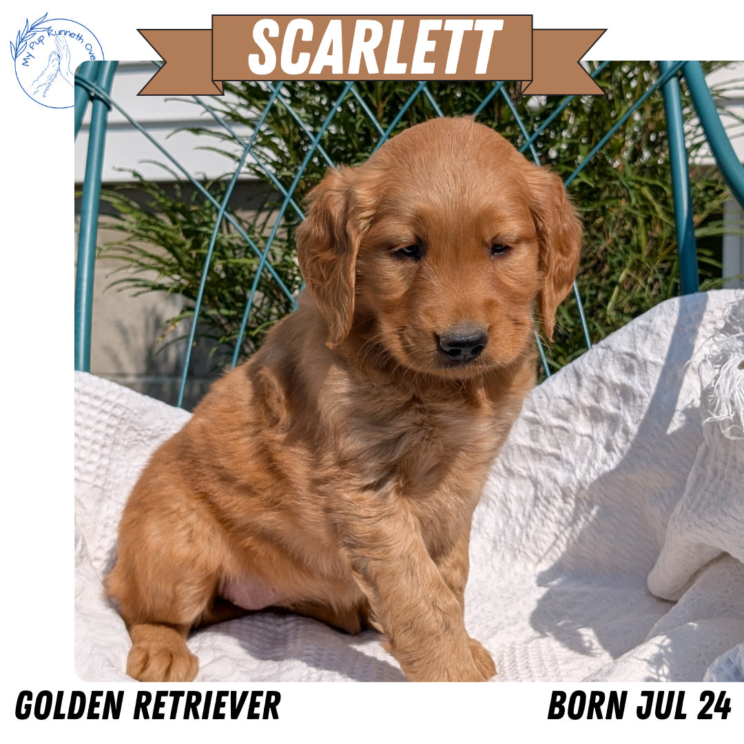 GOLDEN RETRIEVER (07/24) FEMALE
