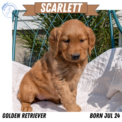 GOLDEN RETRIEVER (07/24) FEMALE