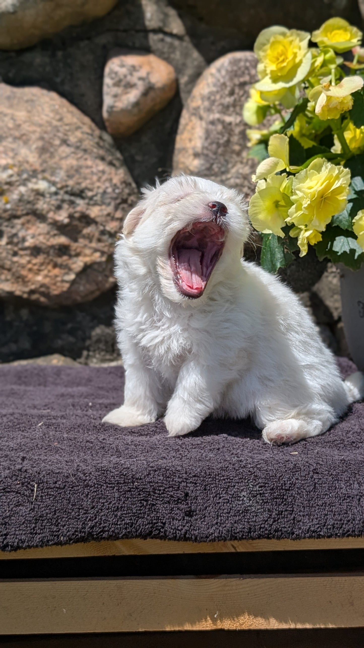 HAVANESE (MAY 14) MALES