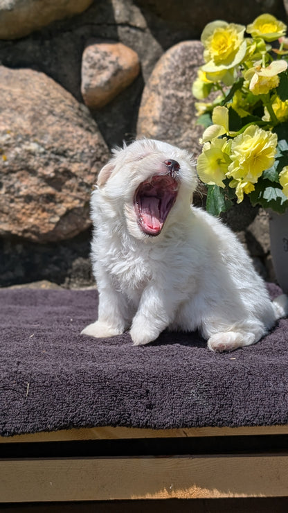 HAVANESE (MAY 14) MALES