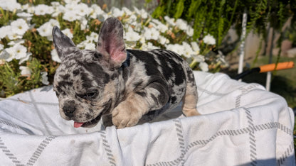 FRENCH BULLDOG (07/03) MALE