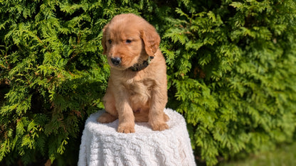GOLDEN RETRIEVER (07/16) MALE