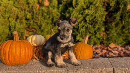 MINI SCHNAUZER (09/11) MALE