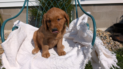 GOLDEN RETRIEVER (07/24) MALE