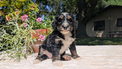 MINI BERNEDOODLE (06/11) MALE