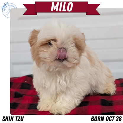 SHIH TZU (OCT 28) MALES